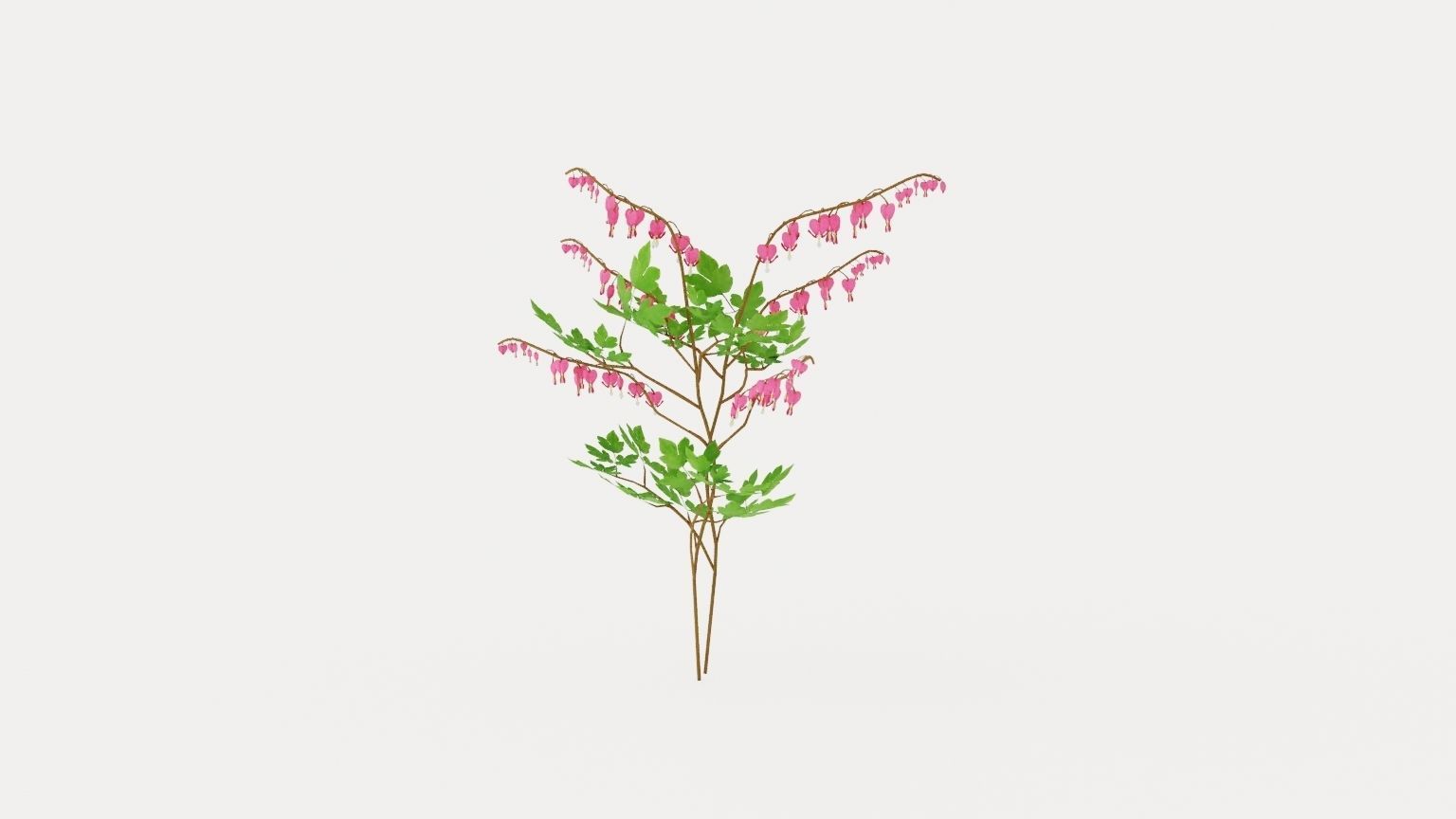 Bleeding Heart Low-poly 3D model_1