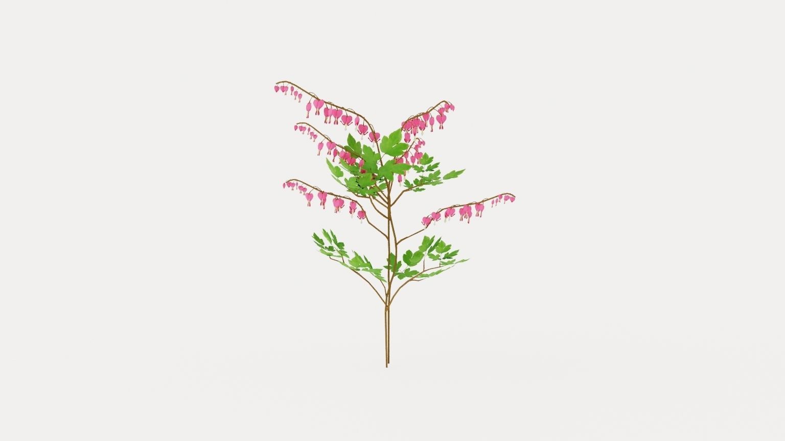 Bleeding Heart Low-poly 3D model_2