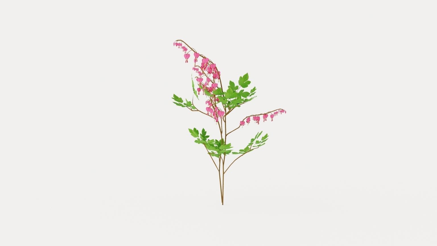 Bleeding Heart Low-poly 3D model_3