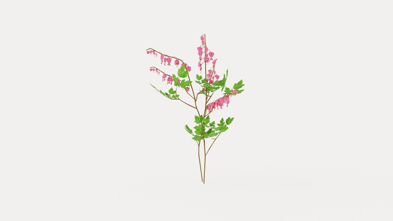 Bleeding Heart Low-poly 3D model_4