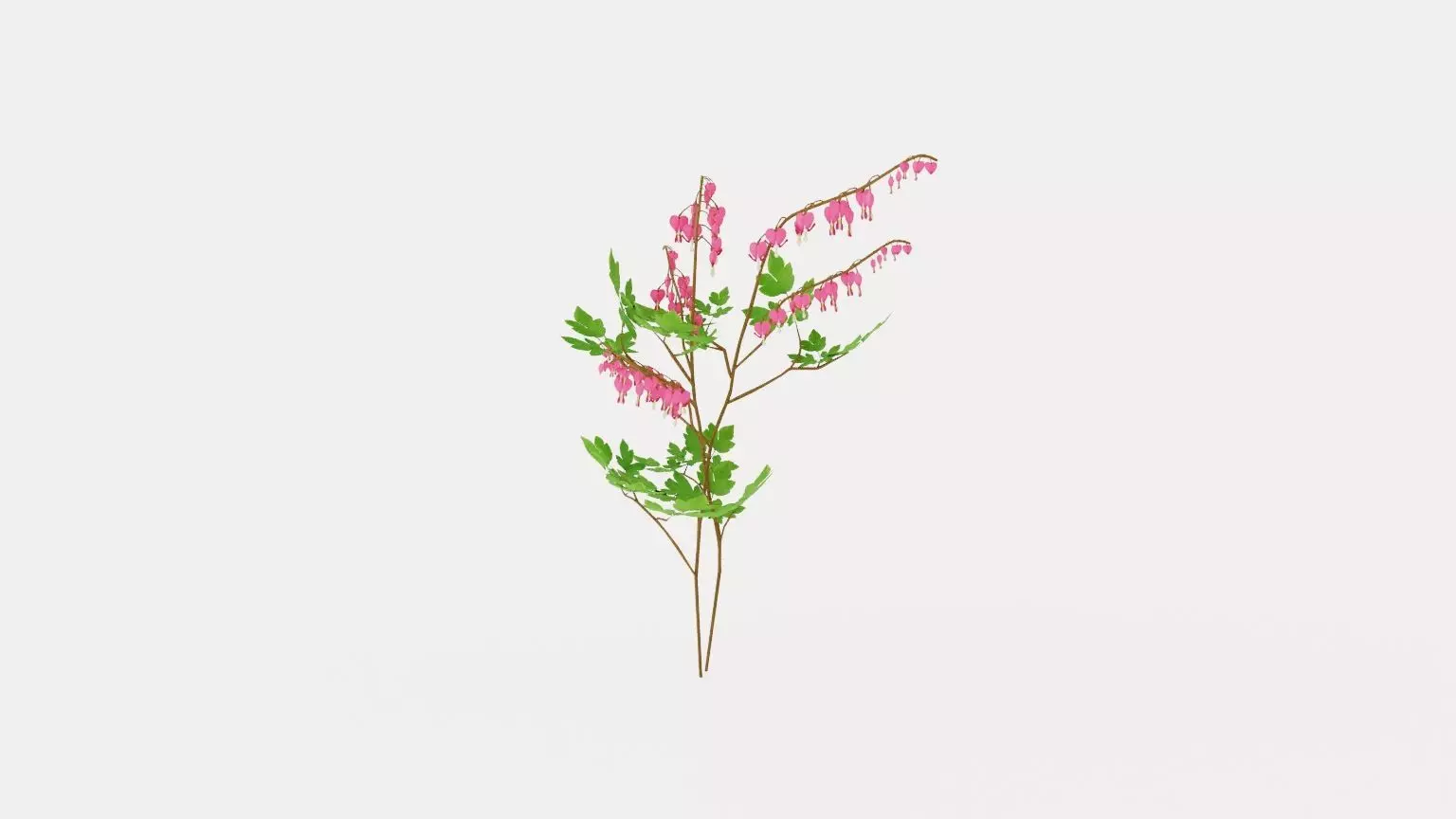 Bleeding Heart Low-poly 3D model_0