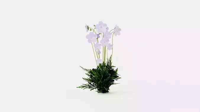 Meadow Cranesbill Low-poly 3D model