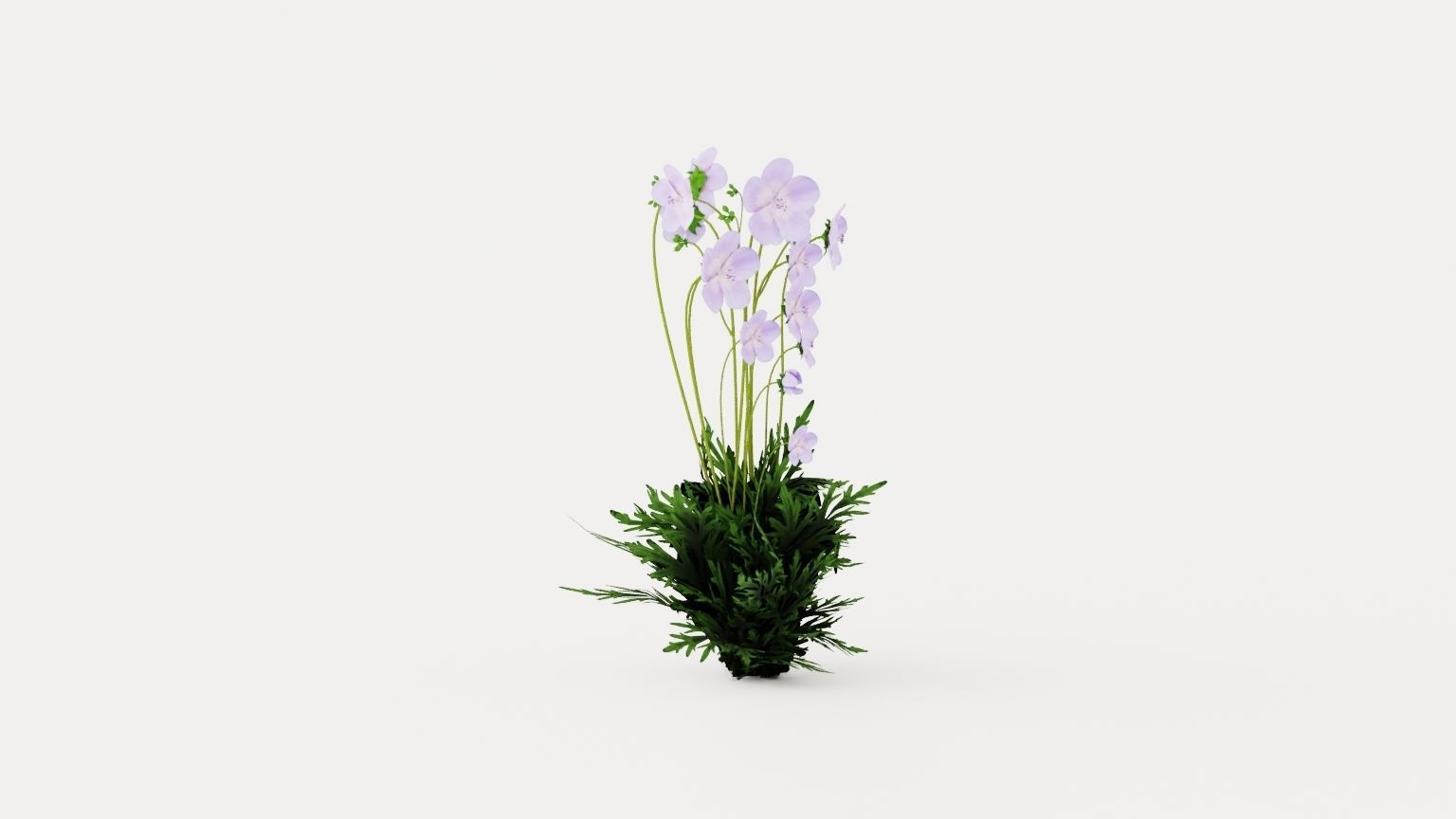Meadow Cranesbill Low-poly 3D model_1