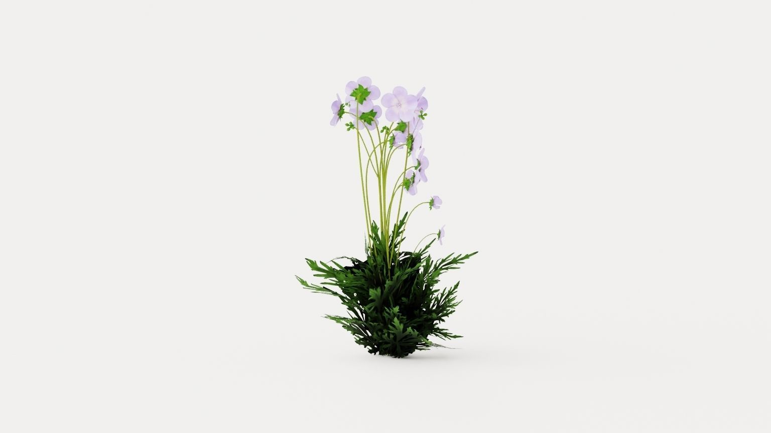 Meadow Cranesbill Low-poly 3D model_2