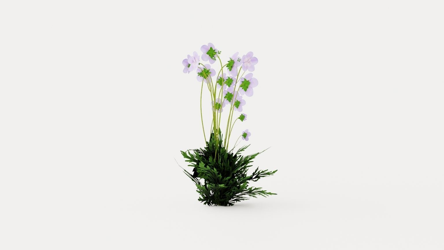 Meadow Cranesbill Low-poly 3D model_3