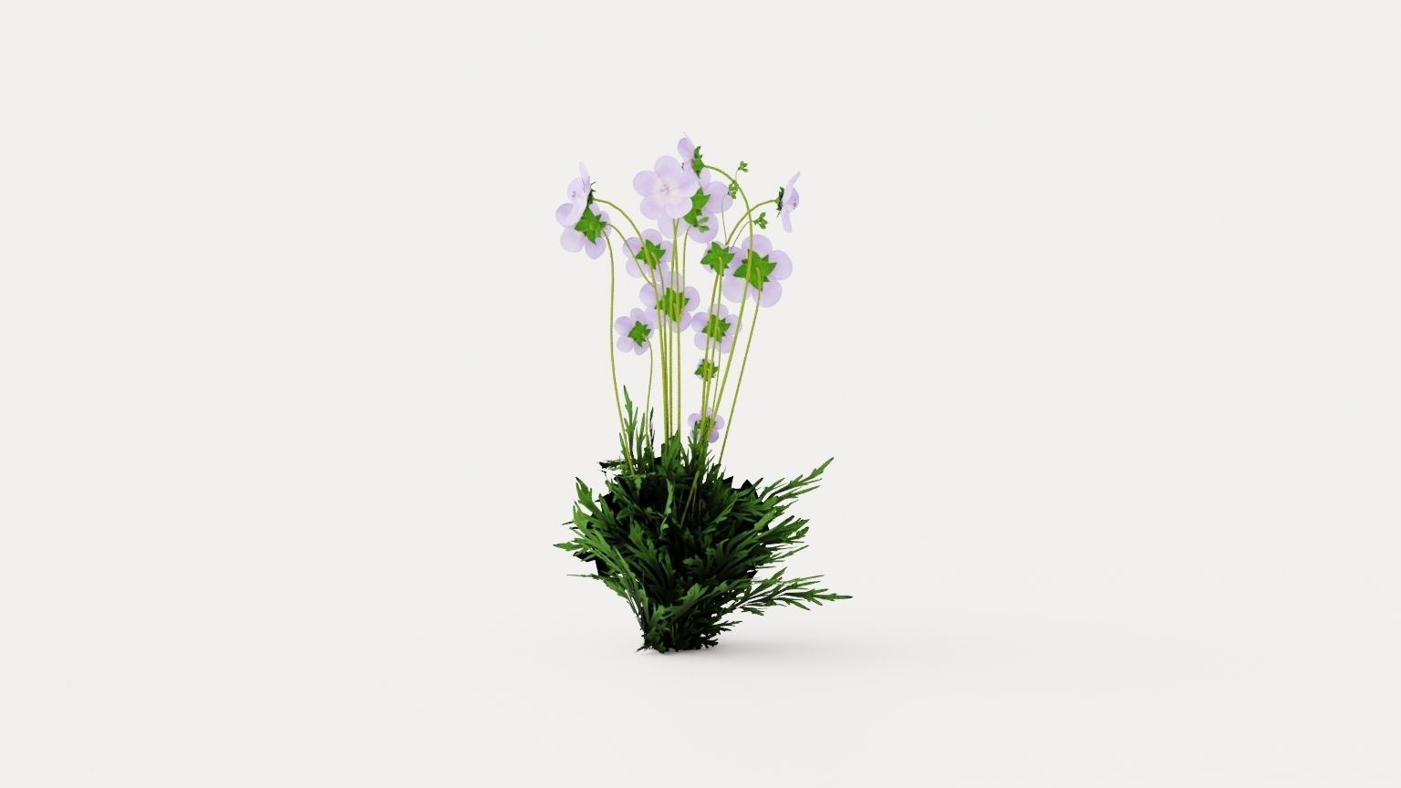 Meadow Cranesbill Low-poly 3D model_4