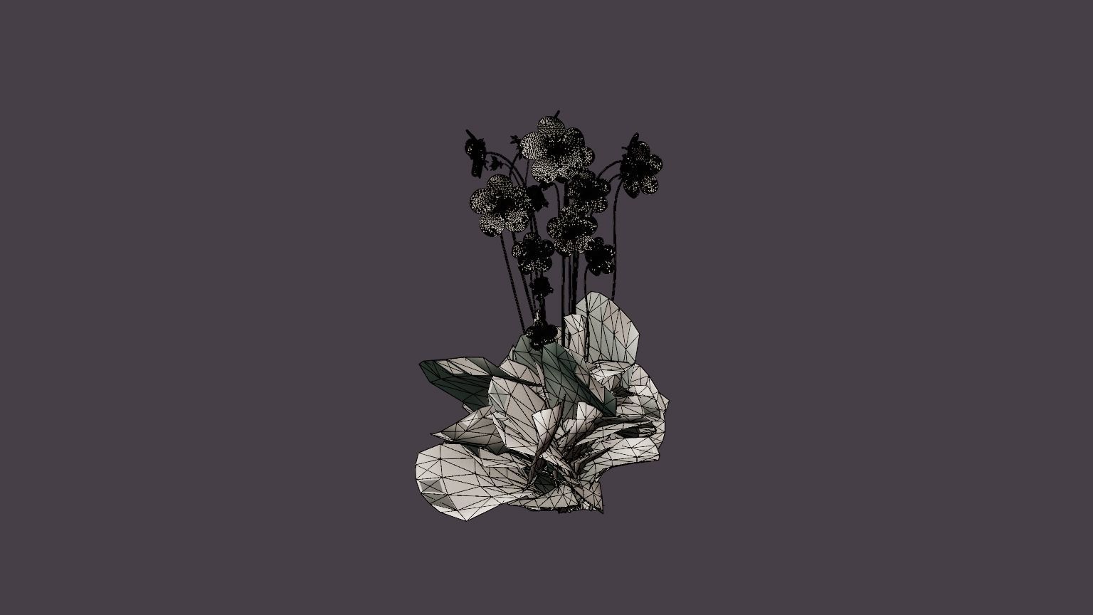 Meadow Cranesbill Low-poly 3D model_5