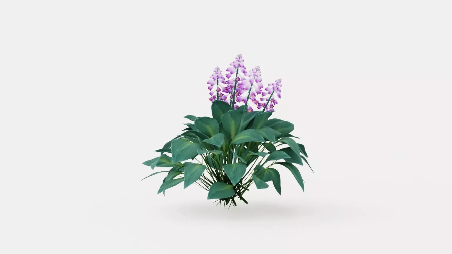 Halcyon Plantain Lily Low-poly 3D model_0