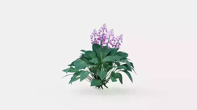 Halcyon Plantain Lily Low-poly 3D model