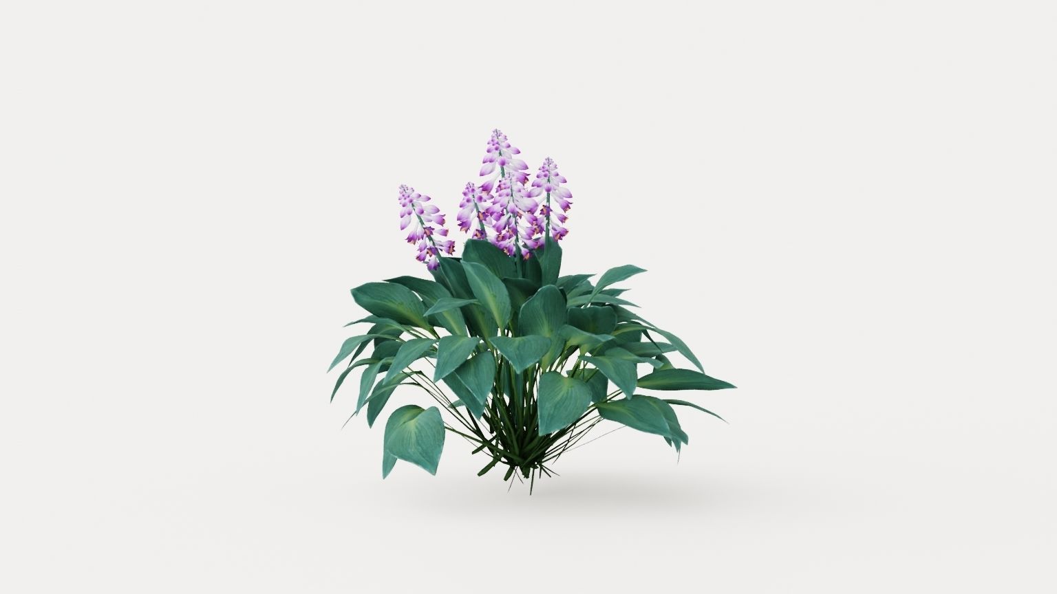 Halcyon Plantain Lily Low-poly 3D model_4