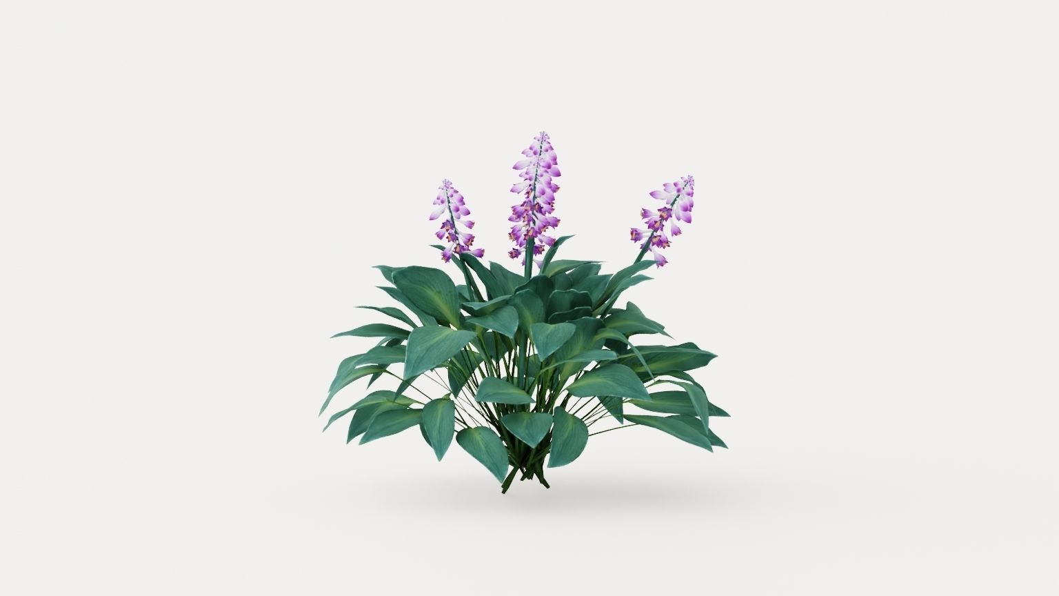 Halcyon Plantain Lily Low-poly 3D model_2