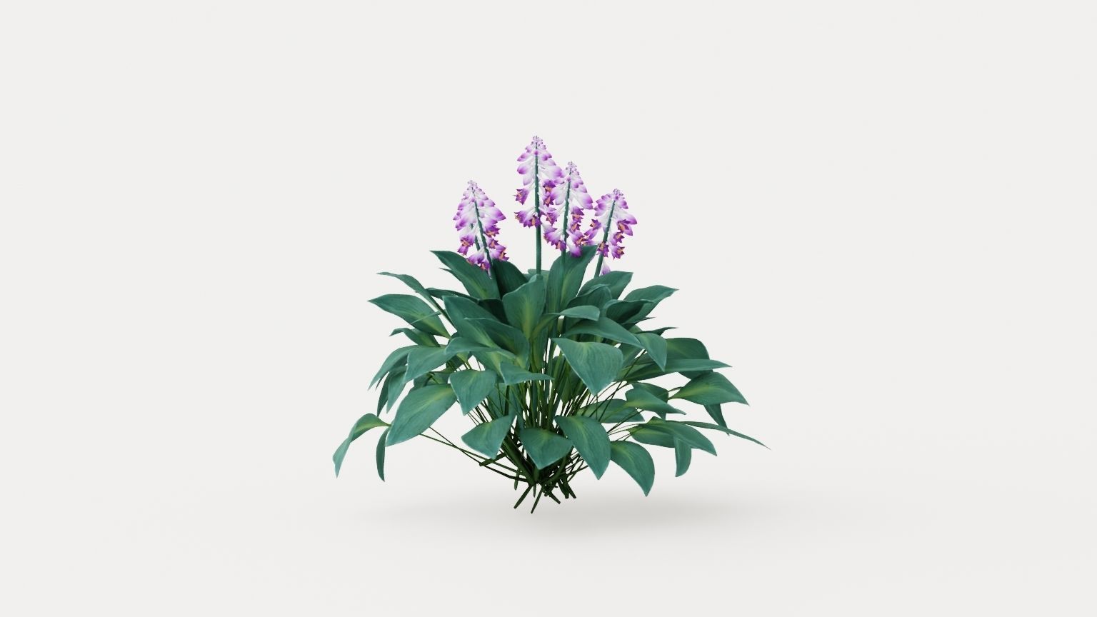 Halcyon Plantain Lily Low-poly 3D model_3
