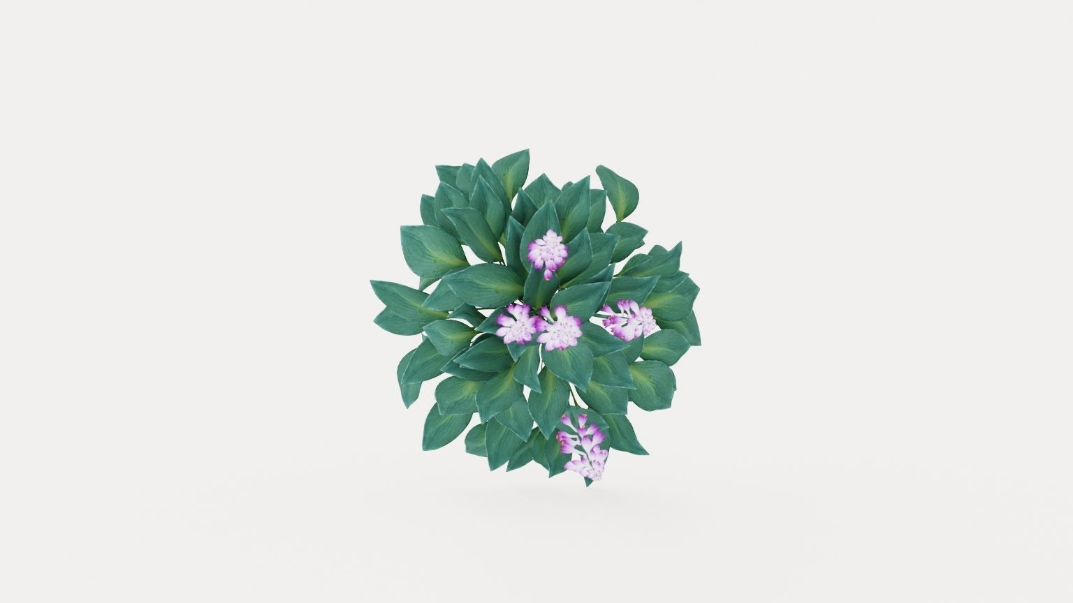 Halcyon Plantain Lily Low-poly 3D model_8