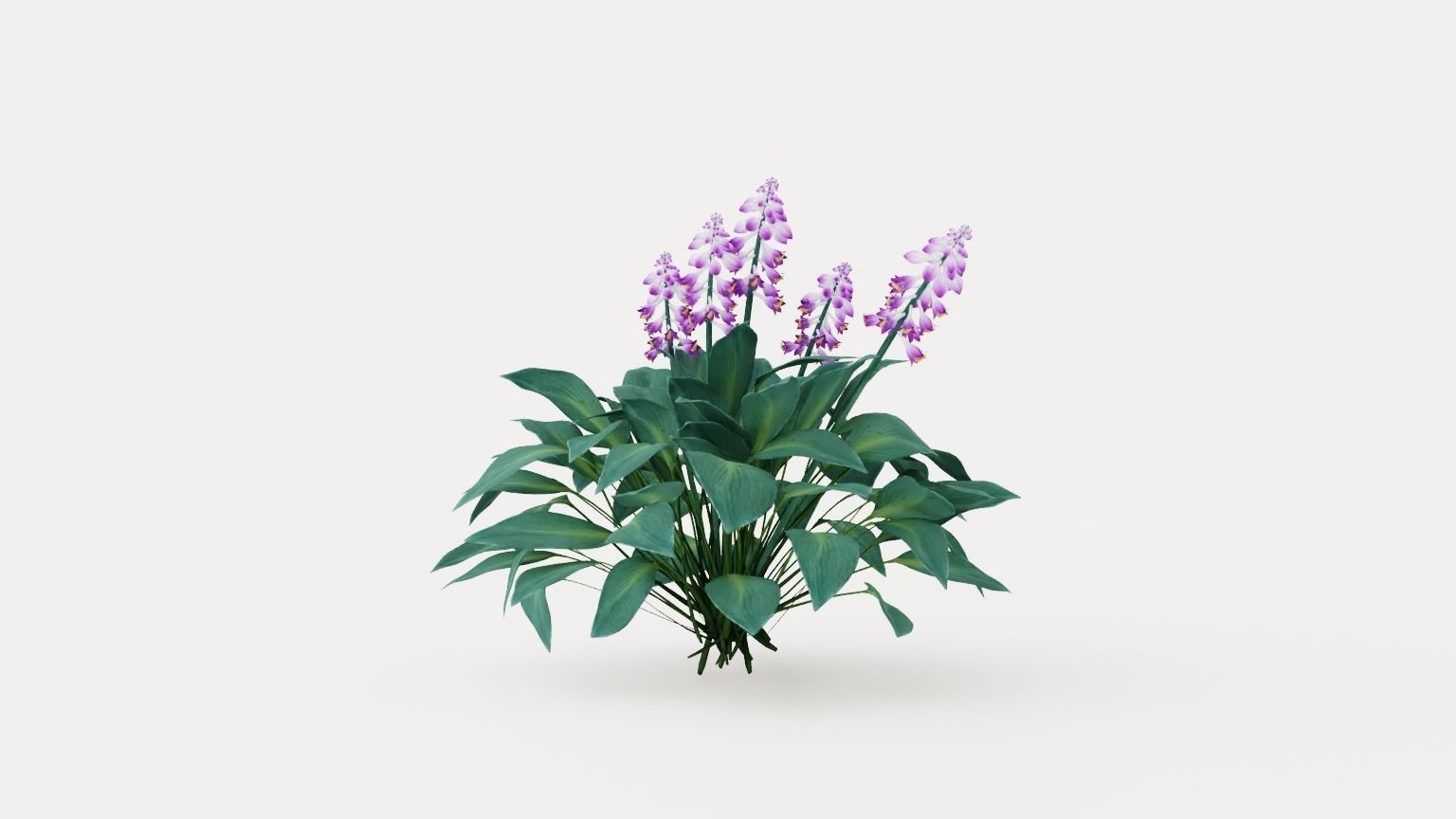 Halcyon Plantain Lily Low-poly 3D model_1