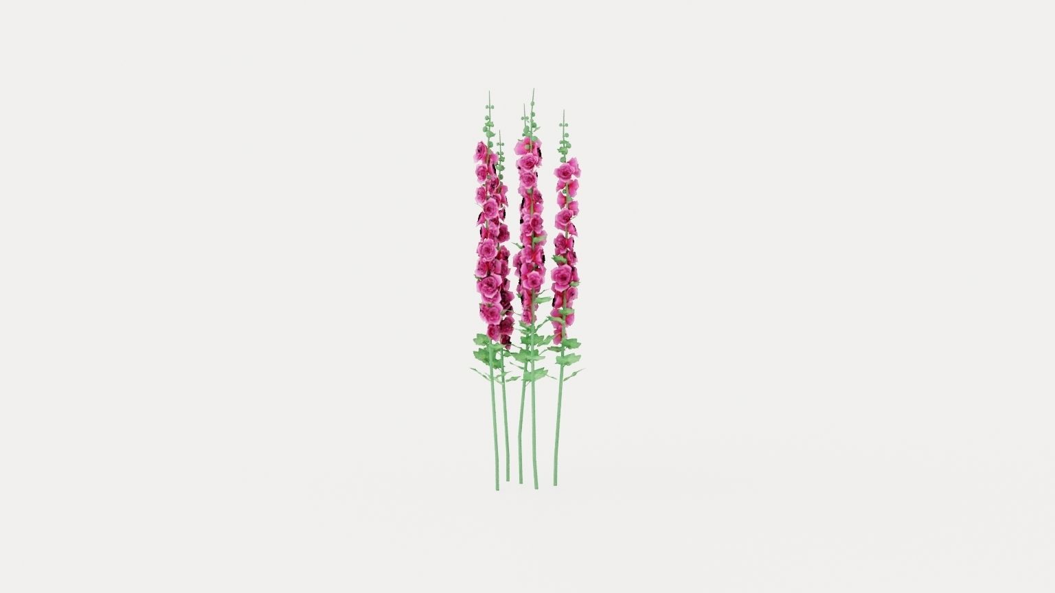 Hollyhock Chaters Double Pink Low-poly 3D model_2