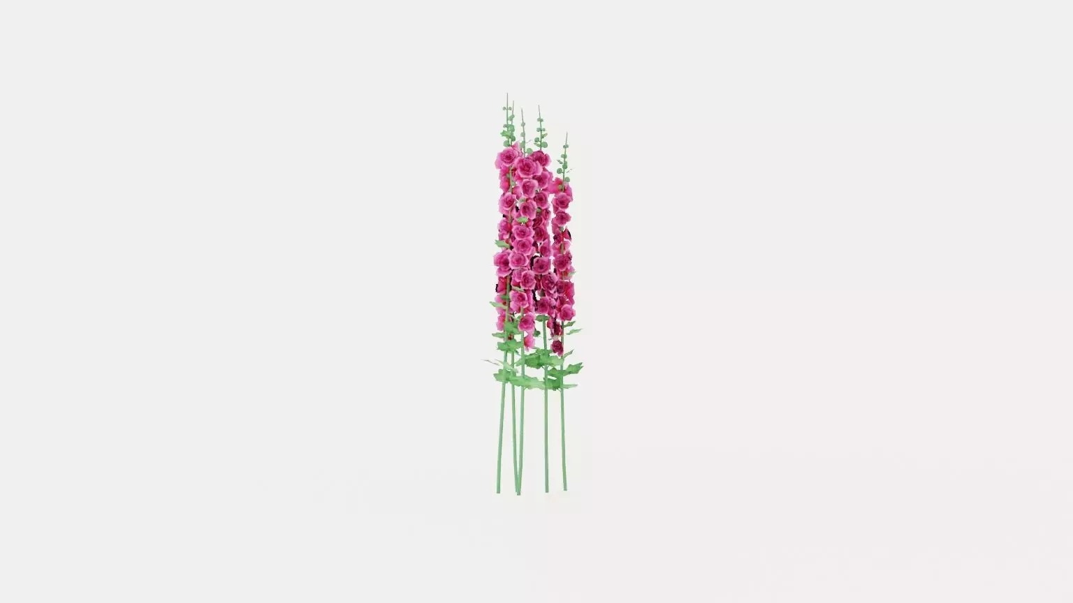 Hollyhock Chaters Double Pink Low-poly 3D model_0
