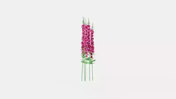 Hollyhock Chaters Double Pink Low-poly 3D model