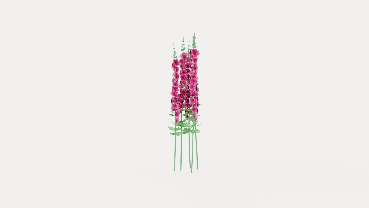 Hollyhock Chaters Double Pink Low-poly 3D model_4
