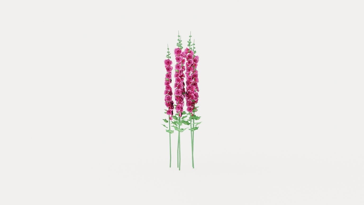 Hollyhock Chaters Double Pink Low-poly 3D model_3