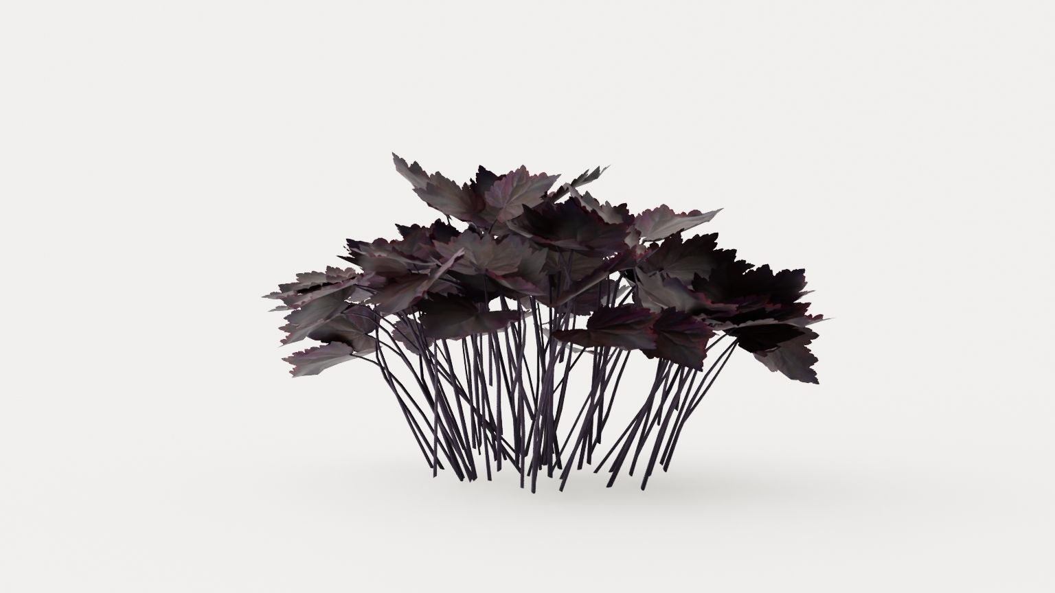 Palace Purple Coral Bells Low-poly 3D model_1