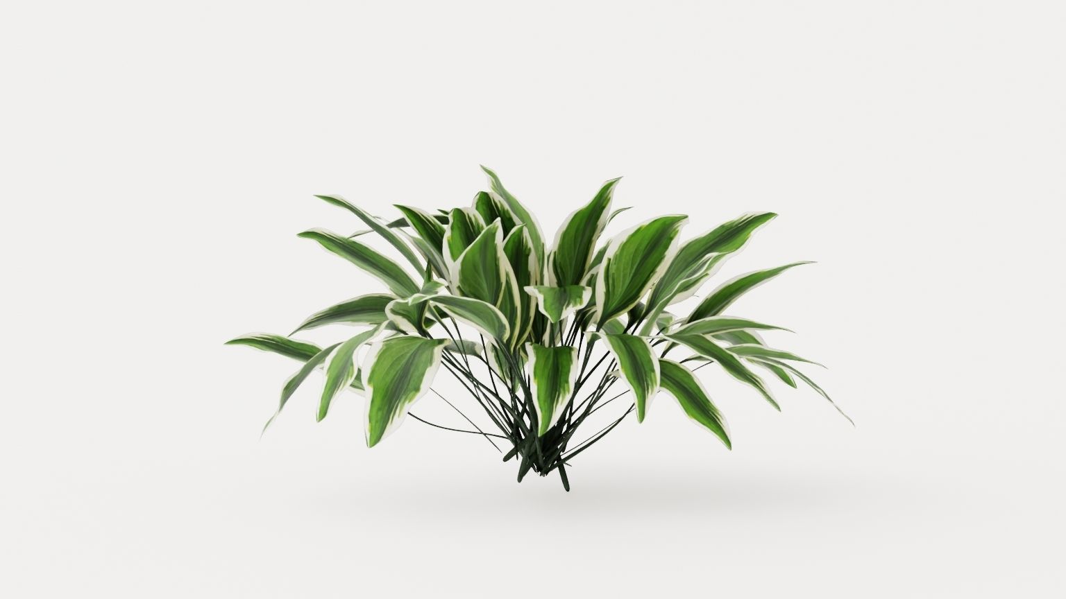 Patriot Plantain Lily Low-poly 3D model_2