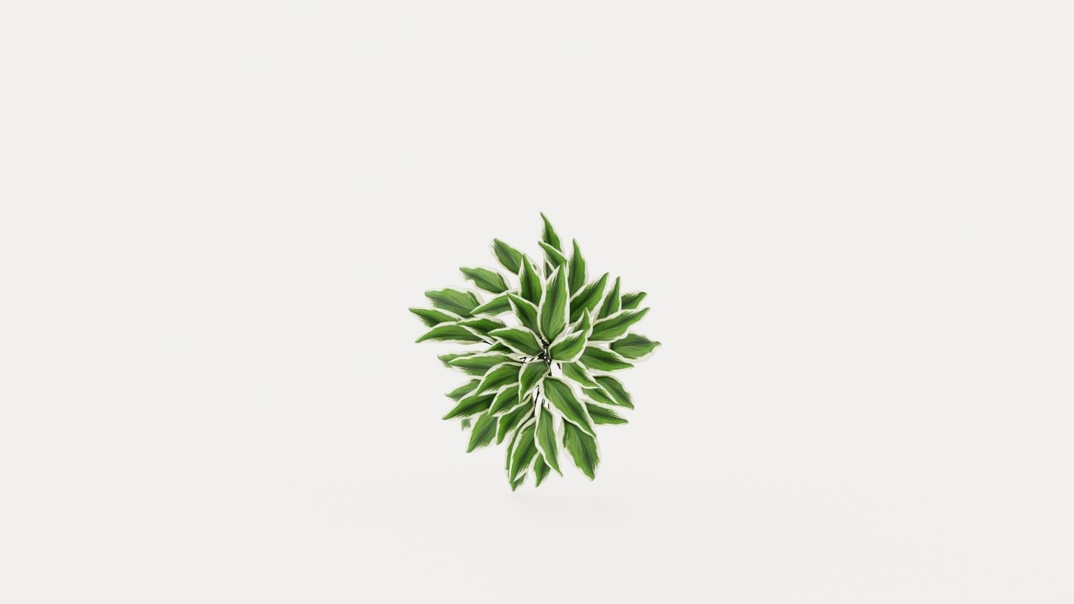 Patriot Plantain Lily Low-poly 3D model_8