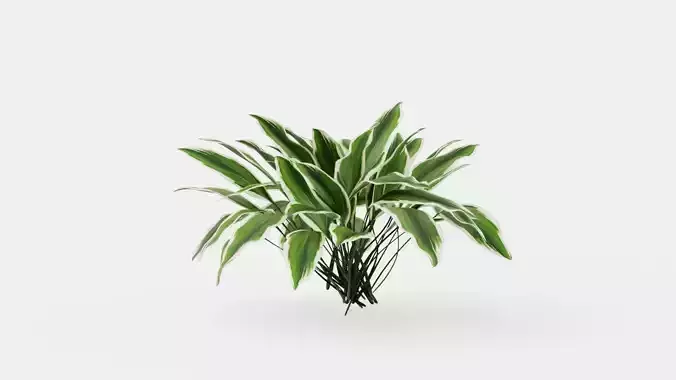 Patriot Plantain Lily Low-poly 3D model