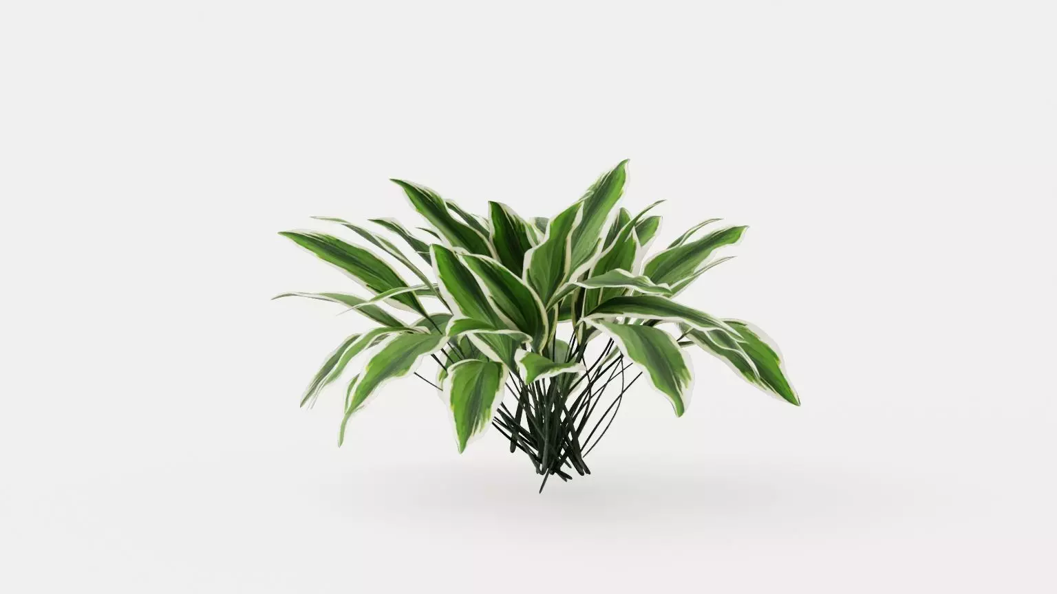 Patriot Plantain Lily Low-poly 3D model_0