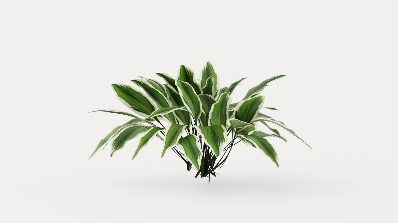 Patriot Plantain Lily Low-poly 3D model_1
