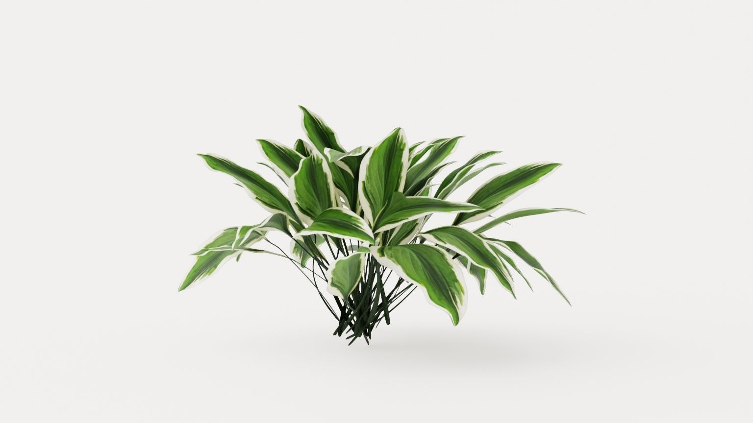Patriot Plantain Lily Low-poly 3D model_4