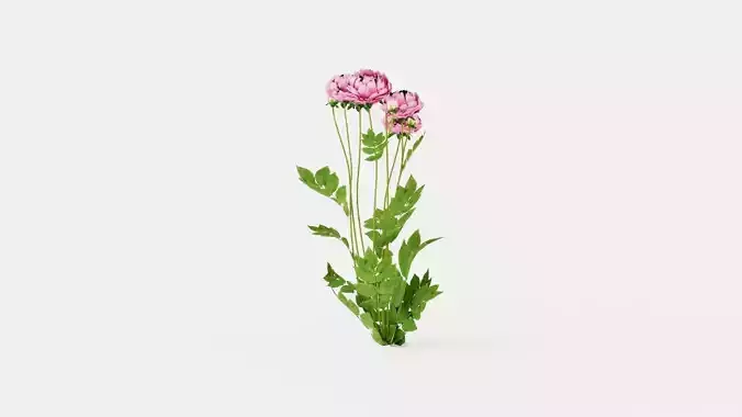 Sarah Bernhardt Peony Low-poly 3D model