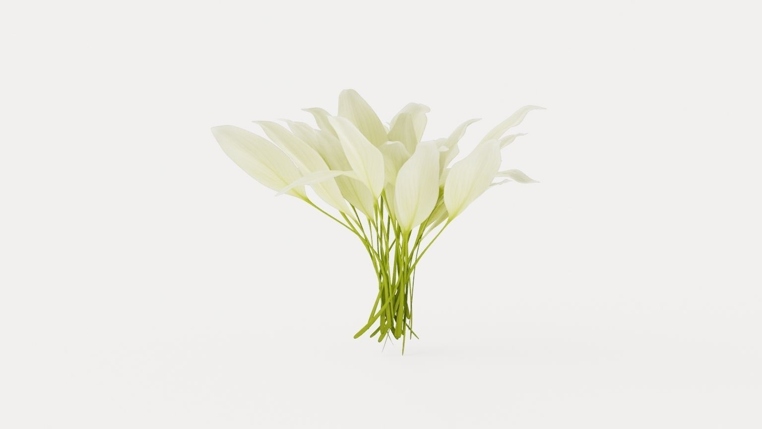 White Feather Plantain Lily Low-poly 3D model_4