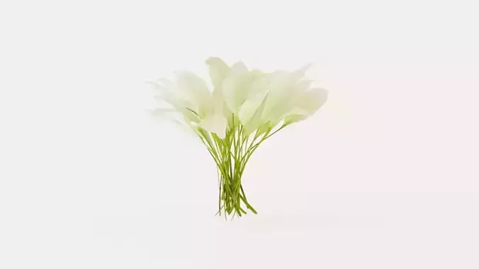 White Feather Plantain Lily Low-poly 3D model