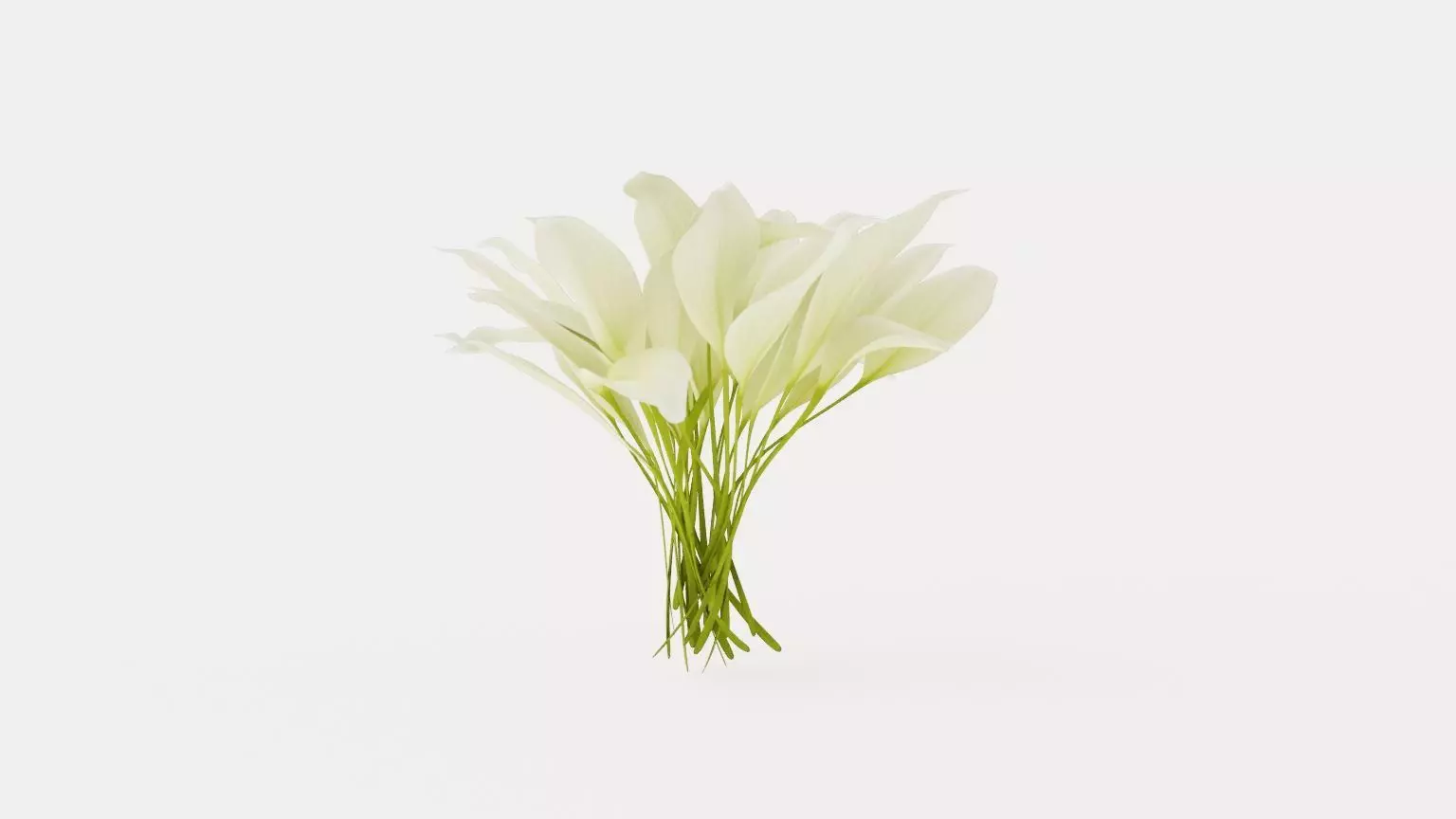 White Feather Plantain Lily Low-poly 3D model_0