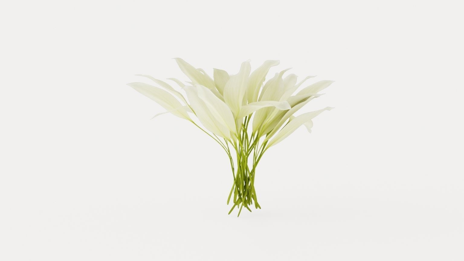 White Feather Plantain Lily Low-poly 3D model_3