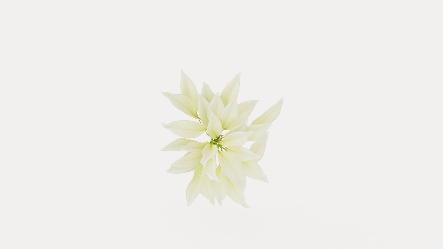 White Feather Plantain Lily Low-poly 3D model_8