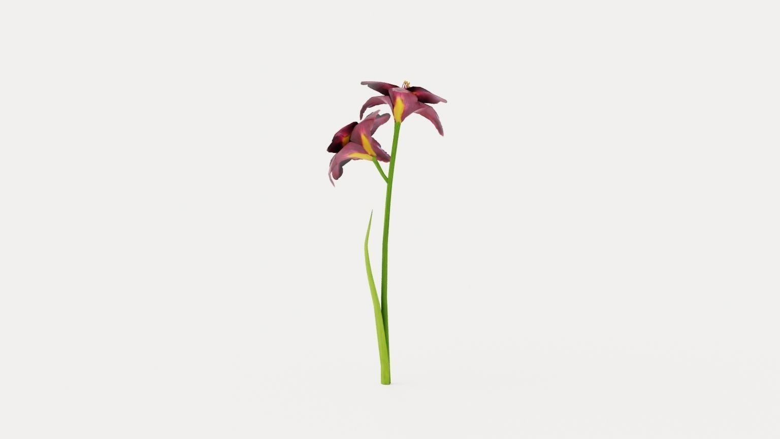 Bogeyman Daylily Low-poly 3D model_4
