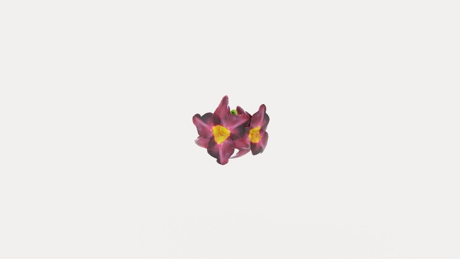 Bogeyman Daylily Low-poly 3D model_8