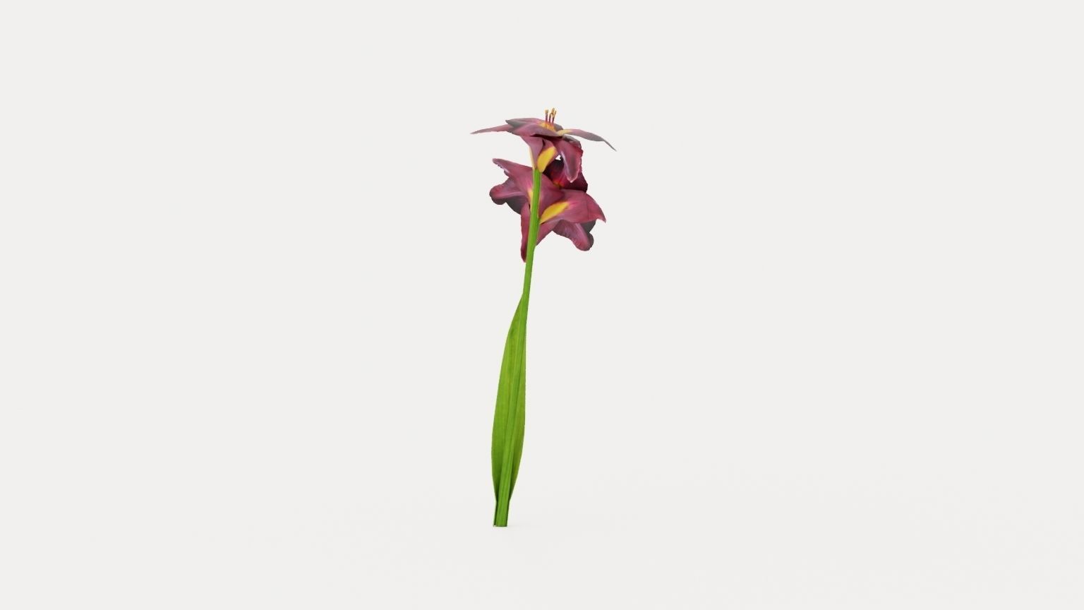 Bogeyman Daylily Low-poly 3D model_2