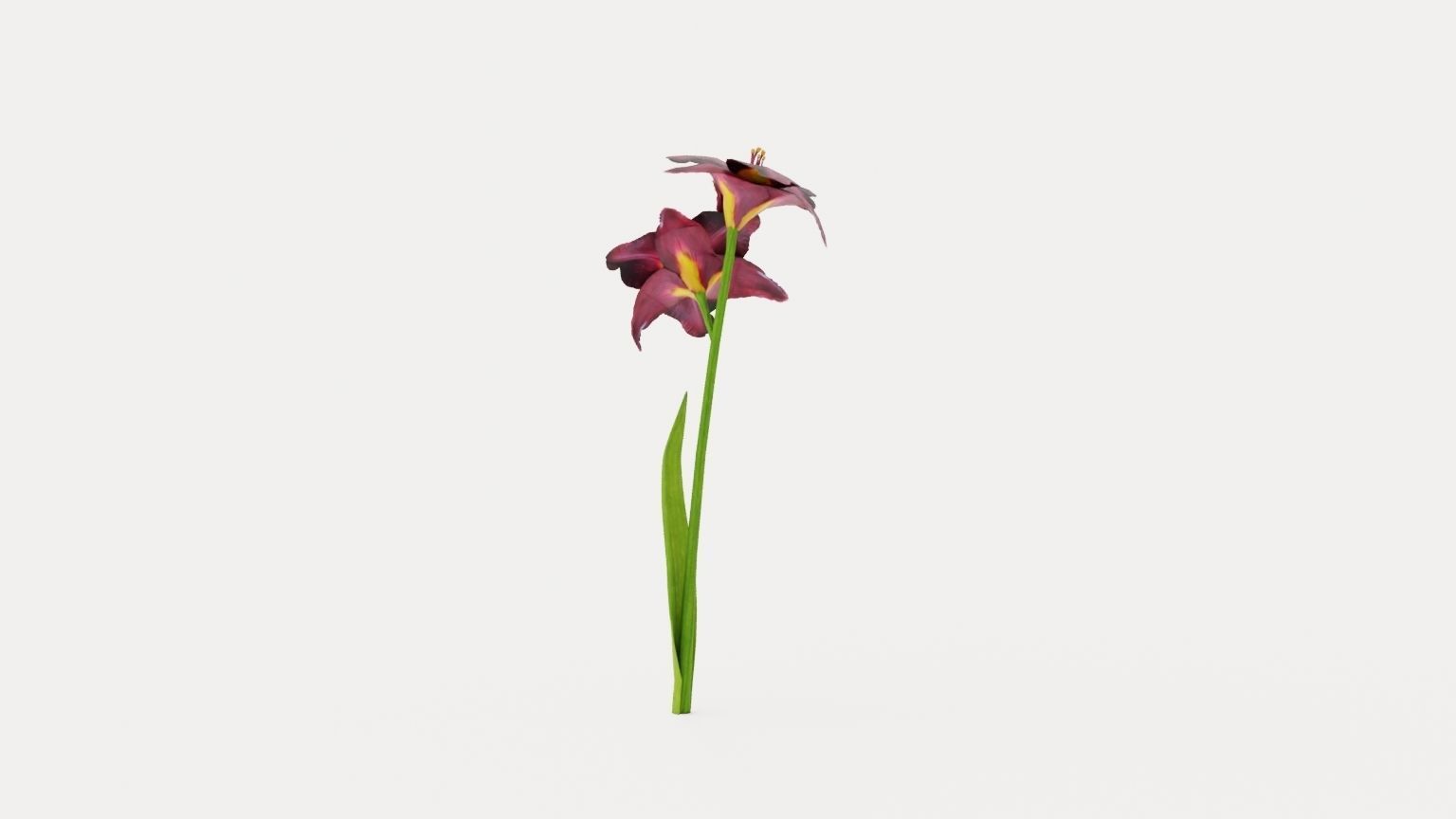 Bogeyman Daylily Low-poly 3D model_3