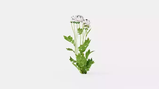 Duchesse De Nemours Peony Low-poly 3D model