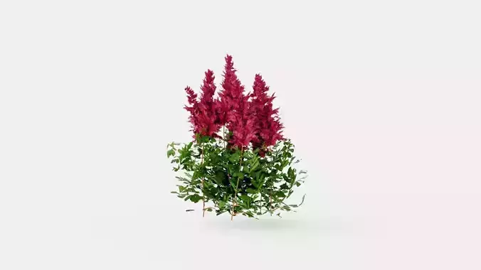 Spinell Astilbe Low-poly 3D model