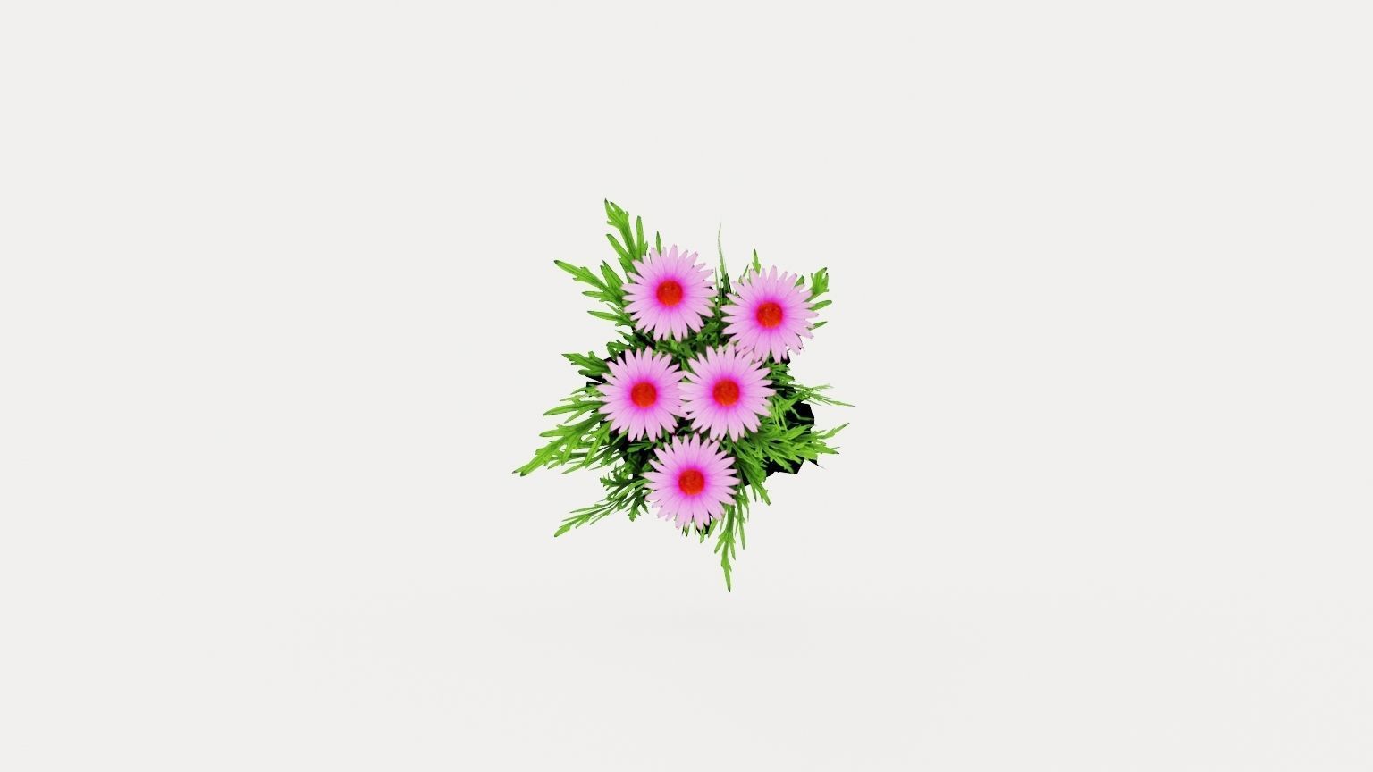 Purple Coneflower Low-poly 3D model_8