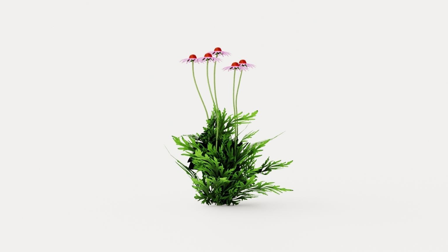 Purple Coneflower Low-poly 3D model_3