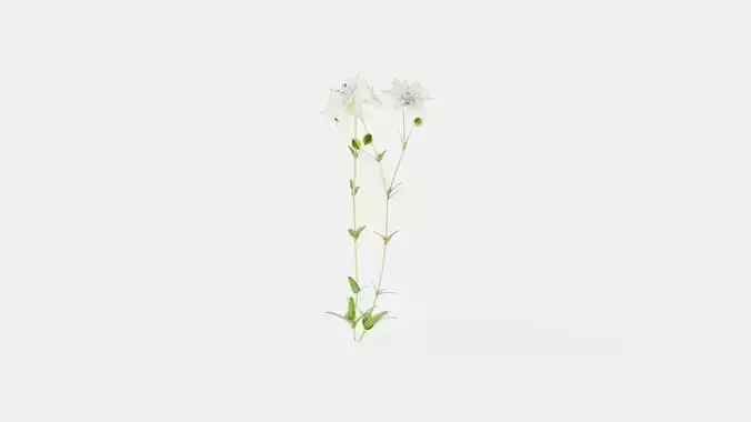 White Barlow Columbine