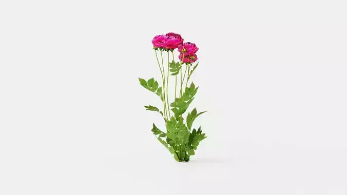Karl Rosenfield Peony Low-poly 3D model