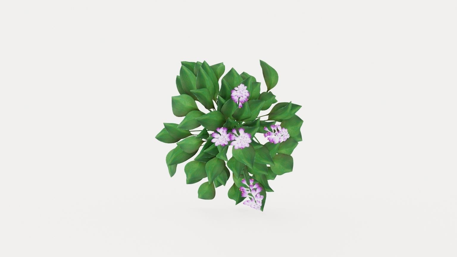 Blue Mouse Ears Hosta Low-poly 3D model_8