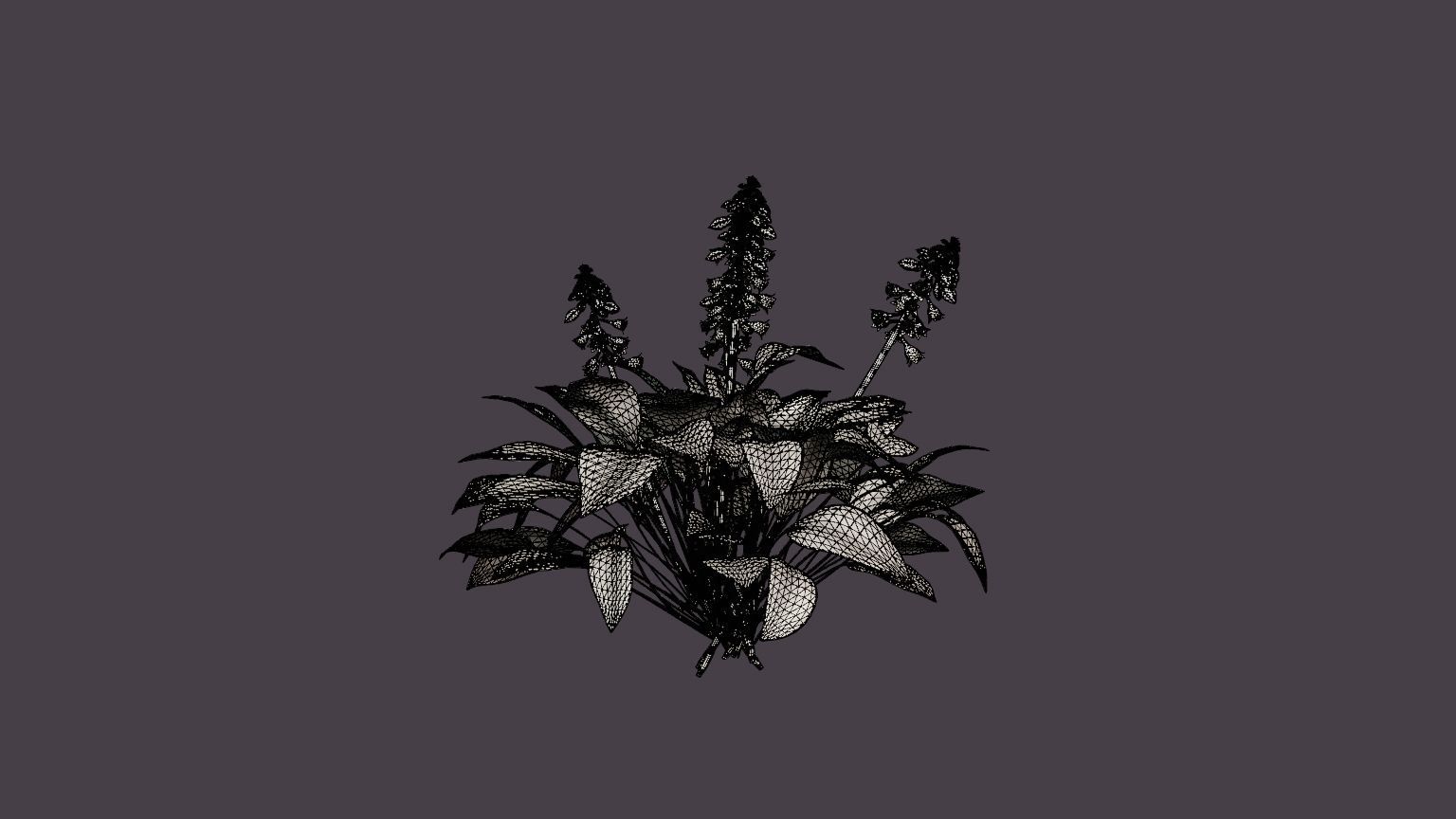 Blue Mouse Ears Hosta Low-poly 3D model_7