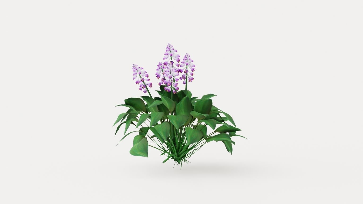Blue Mouse Ears Hosta Low-poly 3D model_4