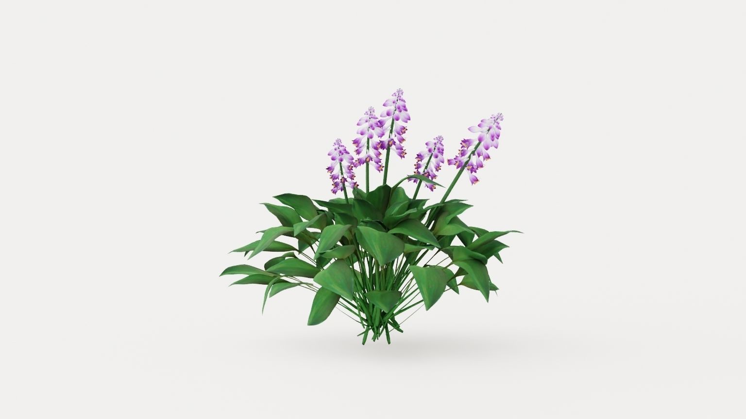 Blue Mouse Ears Hosta Low-poly 3D model_1